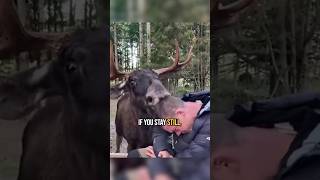 How to Survive If You Encounter a Moose