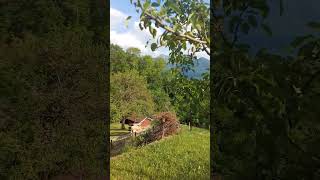 peaceful moment #shortvideo #cow #idyllic #love