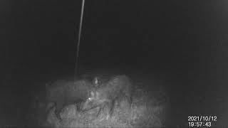 Game cam October 2021 - Wild Hogs