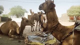 Crunching Camels | A Feast of Dried Sunflower Seeds