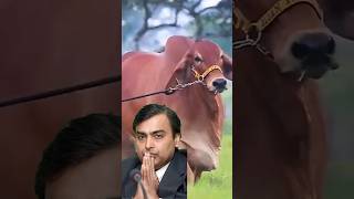 Ambani Family किस गे का दूध पीते हैं 😱 #shorts #ytshorts #food #mukeshambani