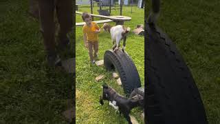 having fun with the goats #fun #goat