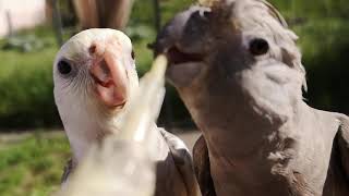 Raising cockatiels with their parents - Bubu's offspring!