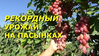 Какой виноград дает урожай на пасынках?