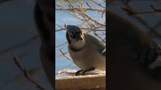 Blue Jay! #bird