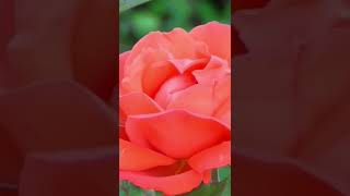 Red #rose Blooming #shorts video