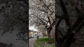 Beautiful cherry blossom 🌳time in London | cherry blossom 🌸 London #shorts #cherryblossom #london