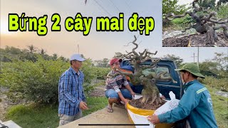 Bứng 2 cây mai đẹp,chia sẽ ace một số kỹ thuật mình rút kinh nghiệm được ở vườn này