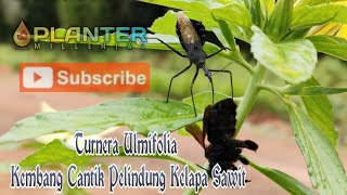 Turnera Ulmifolia Kembang Cantik Pelindung Kelapa Sawit