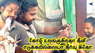 கோழி உறங்குகிறதா தீனி எடுக்கவில்லையா  தீர்வு  இதோ I kozhi uranginal enna seiya vendum  Paper Rocket