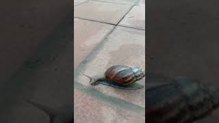 Animal Video | Snail Move....