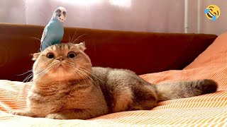 СМЕШНЫЕ ЖИВОТНЫЕ 🐱🐶  ПРИКОЛЫ С КОТАМИ, СОБАКАМИ 😎 FUNNY ANIMALS 2023