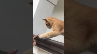 Cute cat having fun #cat #cute #cats #catlover #fun #touch #play #wall #orange #ooty