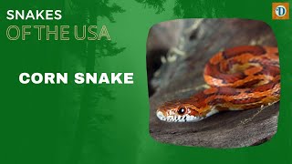 CORN SNAKE