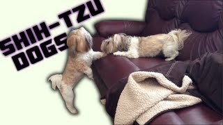 Mercedes and Malaia Shih-tzu's Playing