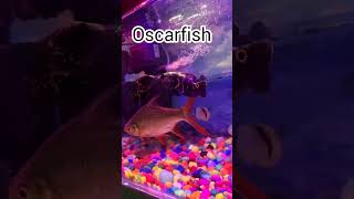 #oscarfish#shorts#saiyyandilmeinaanare #shortsvideo