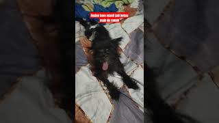 My dog #beats #remix #dog #doglover #mydog #anabul #animals #shortsviral #shorts #animalshorts