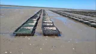 Duties On An ''OYSTER'' Farm | Will It Grow |