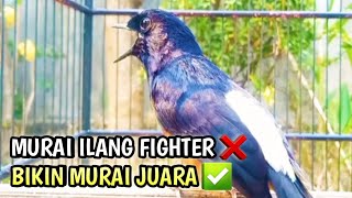 MURAI BATU GACOR AMPUH BUAT PANCINGAN MURAI BATU AGAR BUNYI CEPAT BIKIN MURAI BONGKAR MATERI