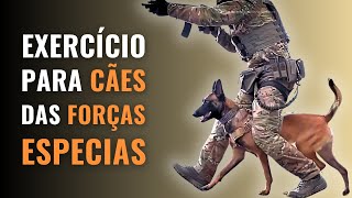 Exercício ESPECIAL para cães ESPECIAIS - PASSO A PASSO para esse super comando!