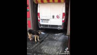 Dog patiently waits his turn for car wash #shorts #memes