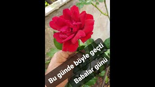 #çiçek #çiçekler #babalargünü #flower #flowers #lale #rose #roses  BU GÜNDEN KALANLAR