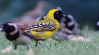 Kleiner gelber Vogel(Klaus Schindler) Gitarre und Mandoline