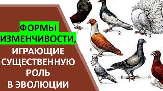 22. Формы изменчивости, играющие существенную роль в эволюции