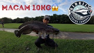 TOMAN 10KG❓❓ HEAVY COVER GAME CASTING TOMAN | HARUAN | GABUS | SNAKEHEAD #Sibeii #HeavyCoverGame