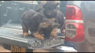 German shepherd puppies on the back of a pickup truck #germanshepherdpuppies #germanshepherddog