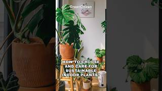 How To Choose And Care For Sustainable Indoor Plants?