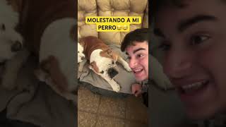 MOLESTANDO A MI PERRO😅🐶