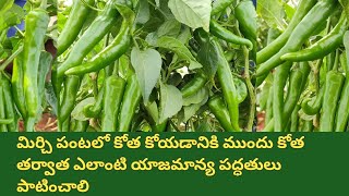 best care to be taken in chilli crop before and after crop cutting | best management in chilli crop