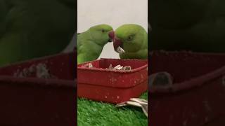 viral|Sweet Parrots #youtube #youtubeshorts#animal #pets #millionviews #trendingshorts