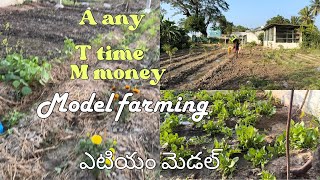 ఎటియం మొడల్‌ మెదలు పెడుతున్న#integratedfarmingsystem #chummakka