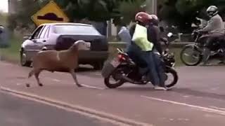 SCÈNE INSOLITE : FRANCHEMENT MOUTON...