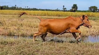 Scaring Cows Jumping