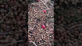 Cherry Seeds after eating #shortvideo