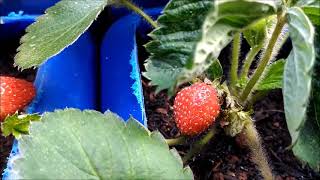 Pertumbuhan dan Perkembangan Tanaman Strawberry