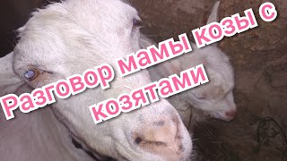 Первый разговор мамы козочки с козятами🤗)))