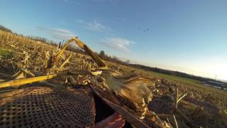 Corn field goose hunt 2016 pt1