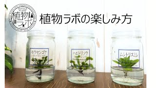 植物ラボの楽しみ方_2021年10月版