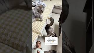 Epic Cat vs. Duck Showdown! 🐱🦆 Who Will Win? #cat #duck #shorts