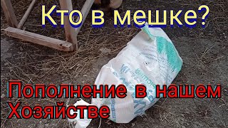 Кто в мешке ? Пополнение в нашем хозяйстве. Как выбрать домашнюю птицу