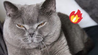 😂 Funniest Cats and Dogs Videos 😺🐶 || 🥰😹 Hilarious Animal Compilation №465