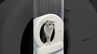 Airrobo Automatic Cat Litter Box #catlitterbox #cat #airrobo #shorts