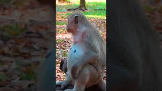 Ep197. Cute Monkey Goes Bananas in Adorable Viral Video!