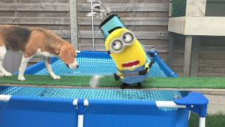 Minions in real life having a pool PARTY