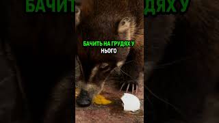 Анекдот про Борсука  #shorts   #comedy   #humor