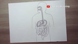 how to draw human digestive system